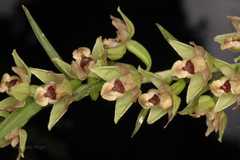 Epipactis helleborine